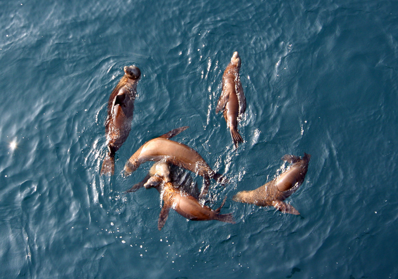 Sea-Lions-Long-Beach-241105_02_1.jpg